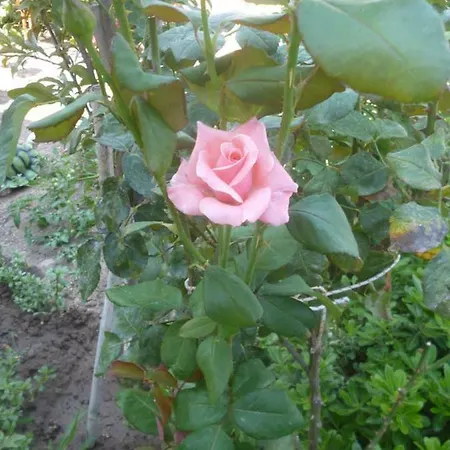 Guemuesluek Stuedyo Kuecuekev-1 * Bodrum